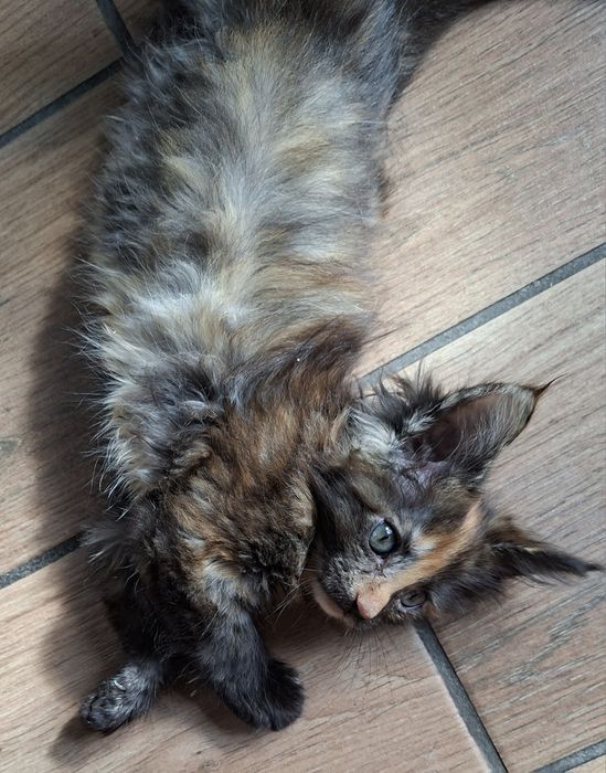 Kotka  maine coon.  Częstochowa