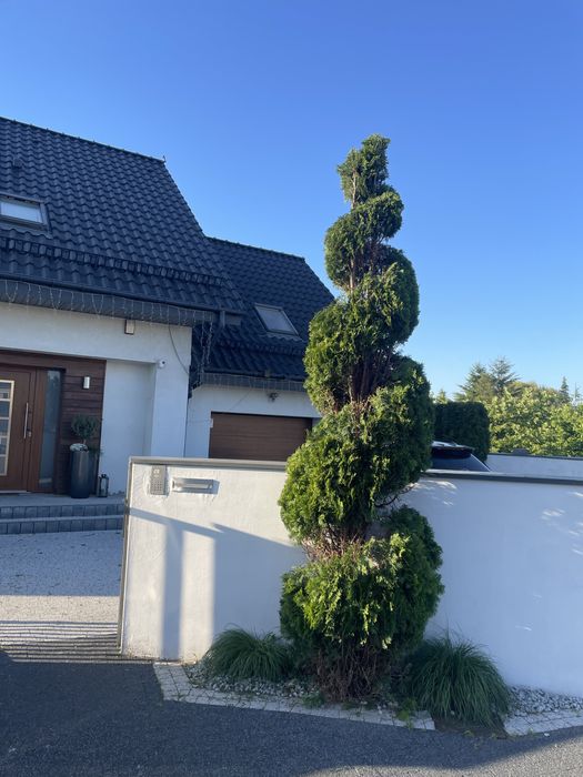 Tuja formowana spirala bonsai  zywoplot pielegnacja cięcie