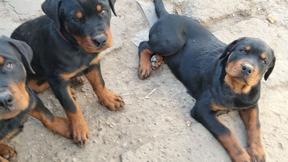 Ротвейлер, цуценята.