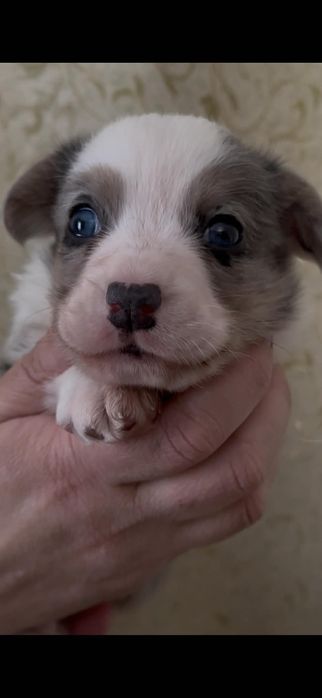 Шикарный,мраморный кобелек корги