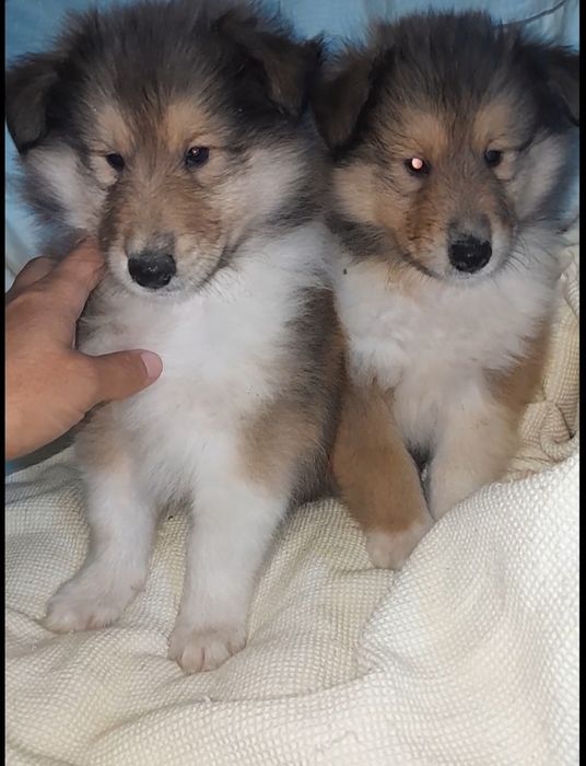 Колли   кобельки