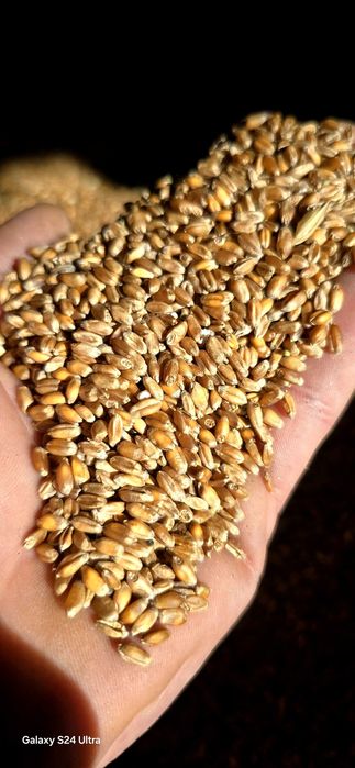 Pszenica jara troy ( konsumpcyjna)