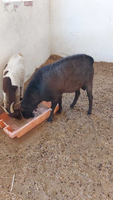 Cabras boas raça