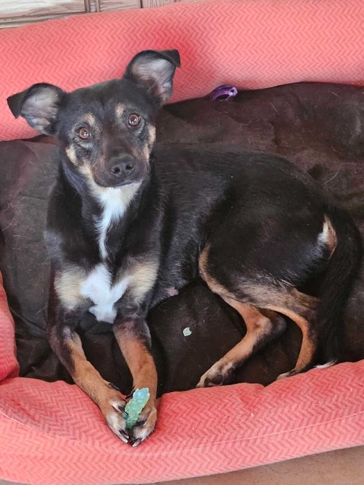 Sliczna,drobniutka Figa