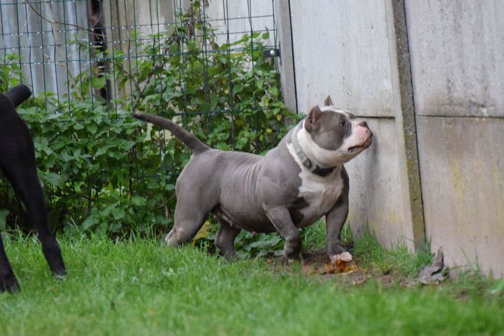 American bully samiec ABKC