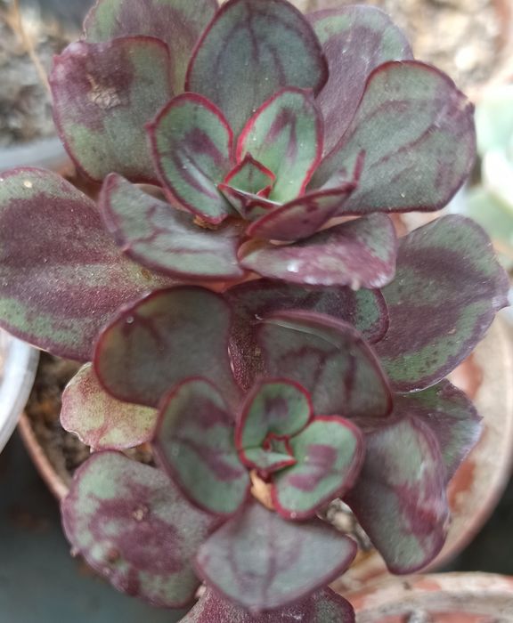 Сукуленти асортимент/ різні сукуленти/ рідкісні сукуленти