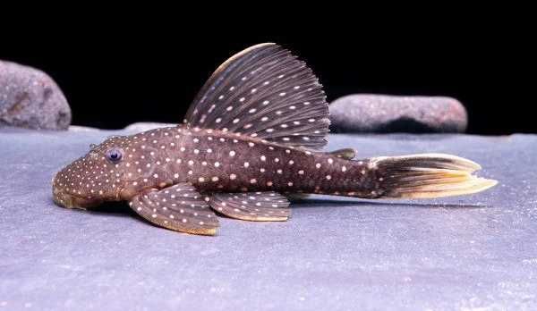 Hypostomus luteus faza 1 UNIKAT!