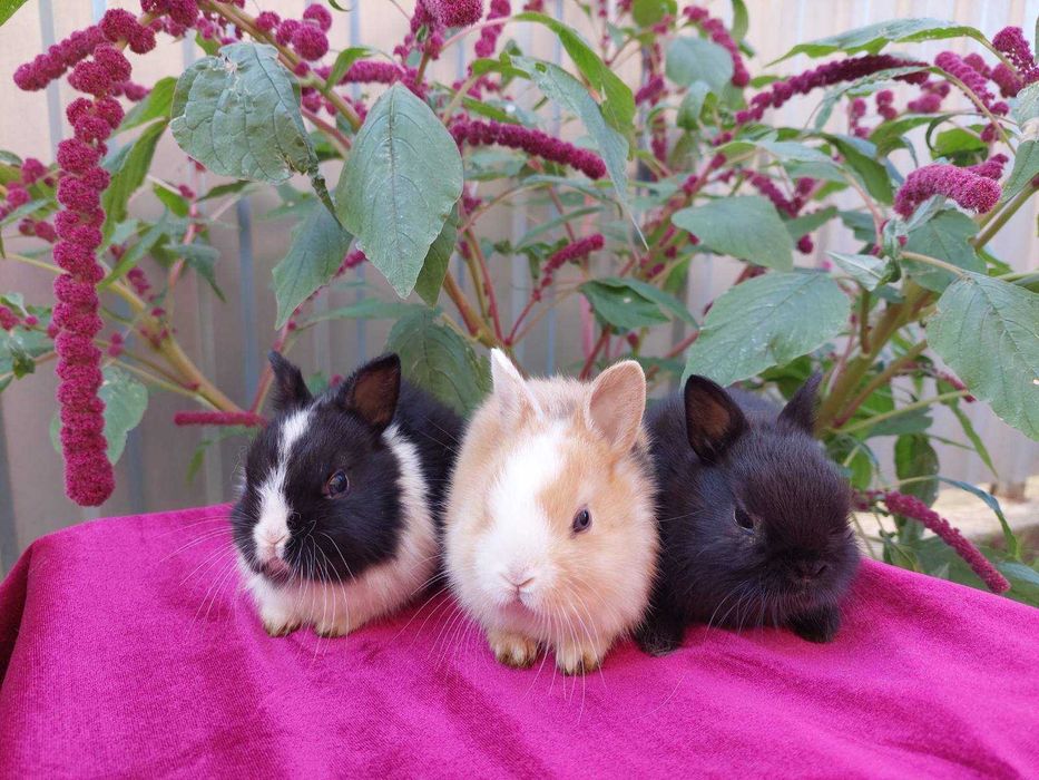 Нідерландські міні кролики