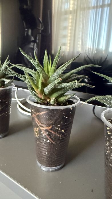 Хавортія смугаста суккулент з дітками hawortia