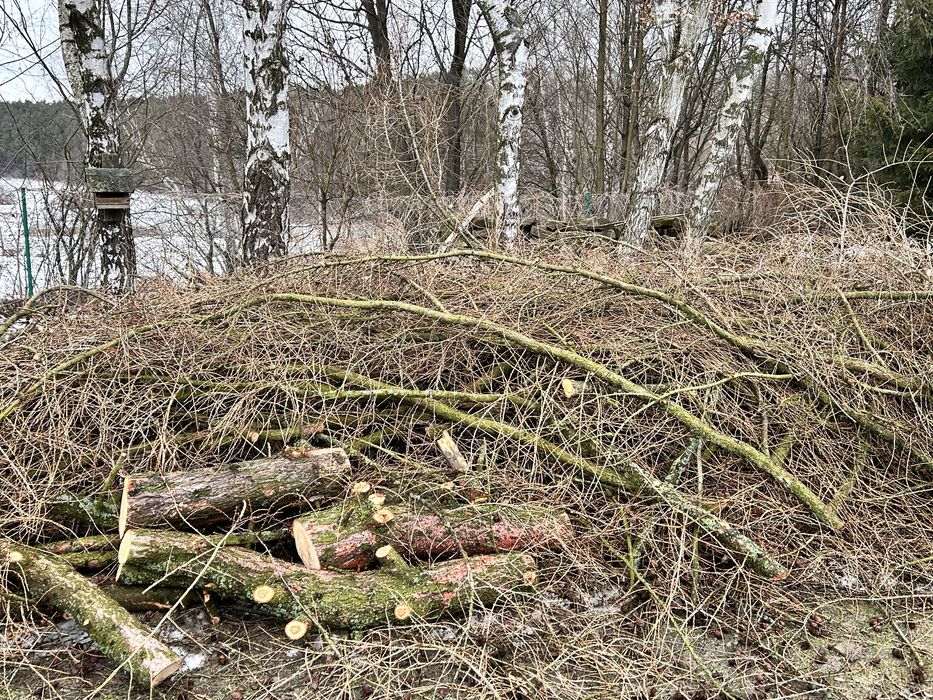 Gałęzie sosnowe i modrzewiowe