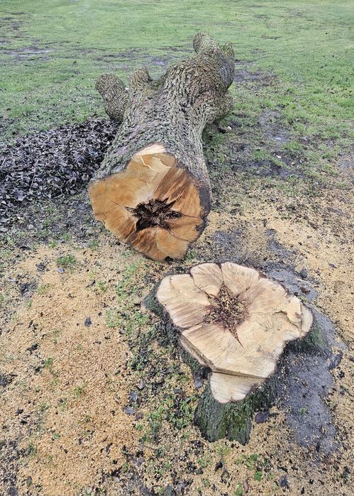 Drzewo na sprzedaż Gruszka