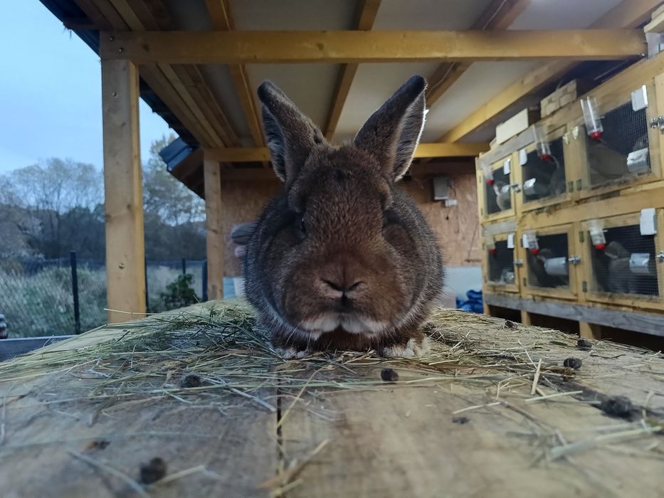 Króliki wiedeński szary