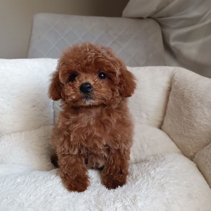 Міні дівчинка. Готова до переїзду. Курноса мальтипу. Київ