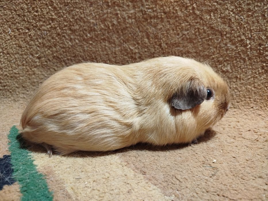 Калифорния. Морская свинка. Самка.