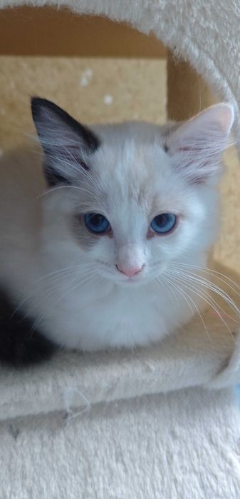 Ragdoll piękne kocięta z rodowodem