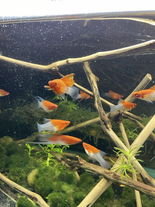 Мечоносець Санта Клаус