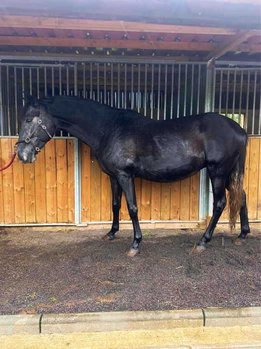Poldro cavalo puro sangue lustinao