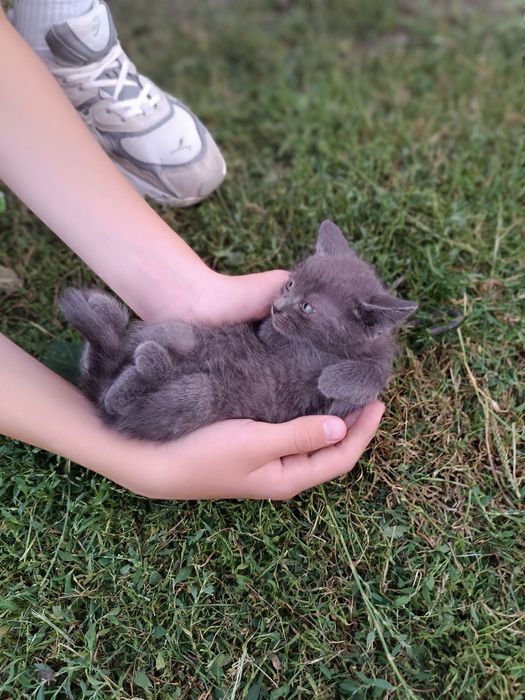 Віддам котиків  безкоштовно