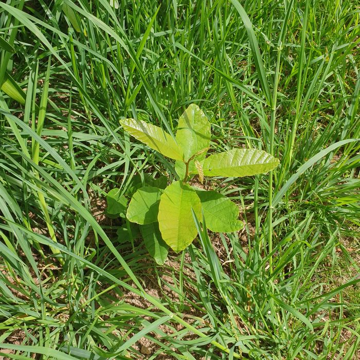 Castanheiros para transplantar
