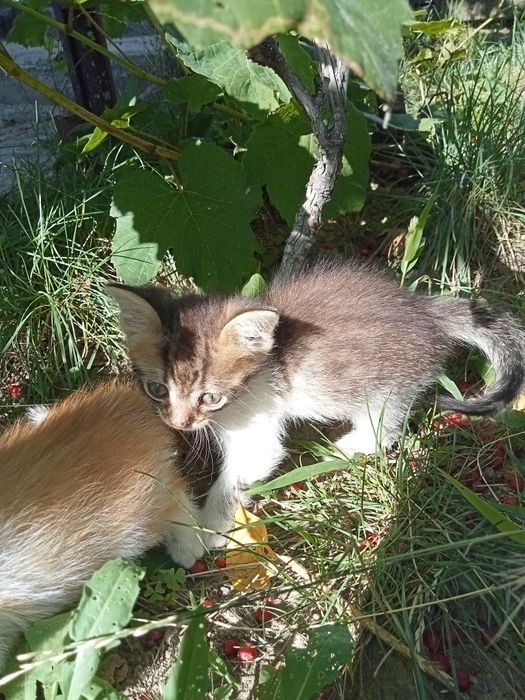 Отдам в хорошие руки котят