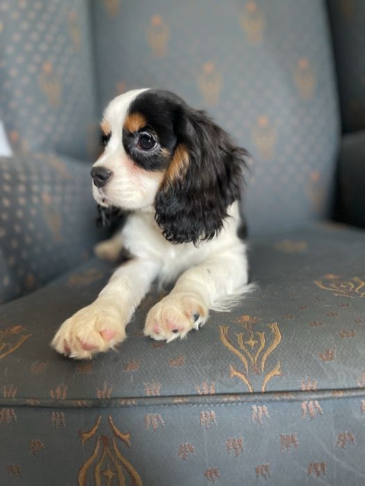 Cavalier king charles spaniel-samiec z kompletem szczepien