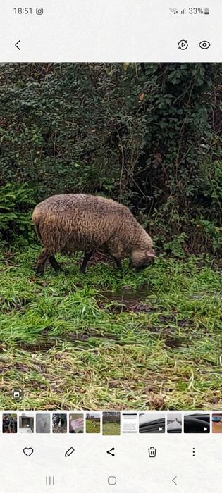 Ovelha cruzada de sulfok
