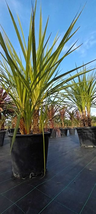 Kordylina Cordyline Australis wielopienne MEGA EGZEMPLARZE