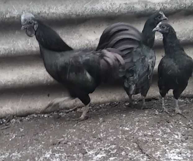 Продам инкубационное яйцо от кур породы Аям Цемани