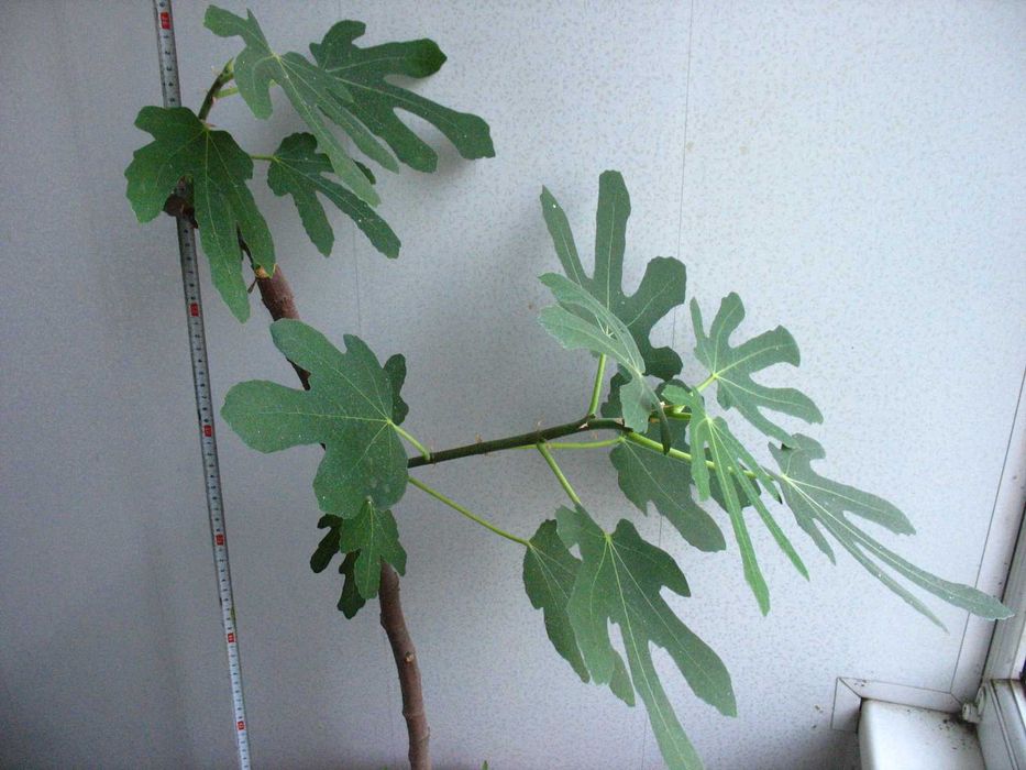 Дерево инжир 5-ти летний и черенки, Фикус Робуста, денежное дерево