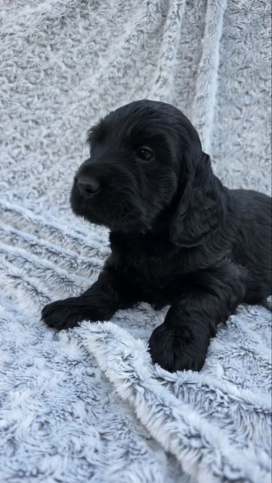 Dziewczynka cocker spaniel angielski