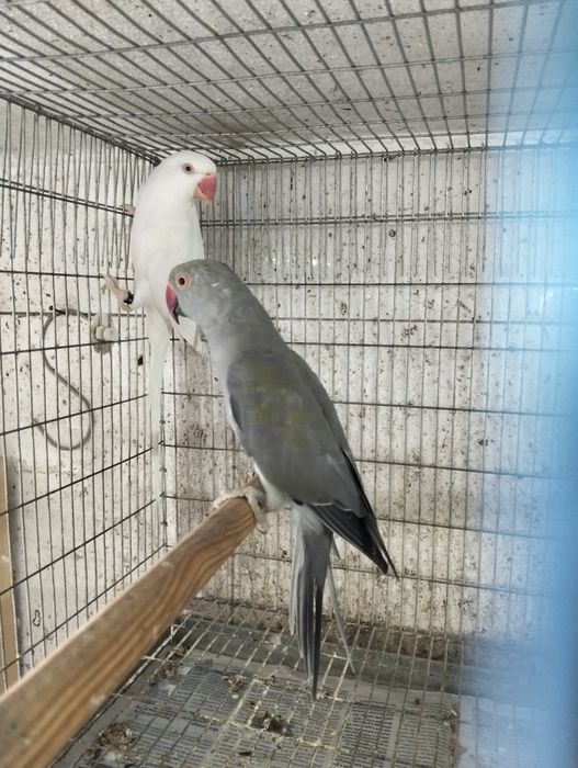 Casal ringnecks 2025