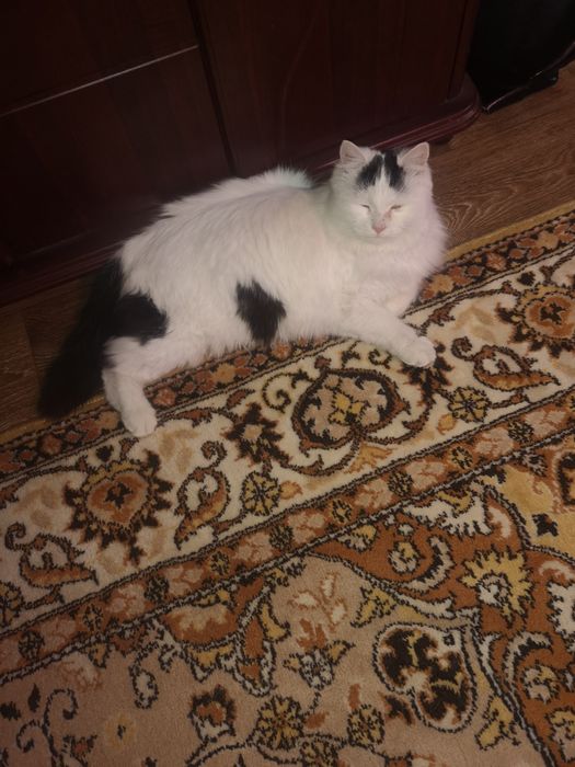 Віддам гарну кішку безкоштовно.