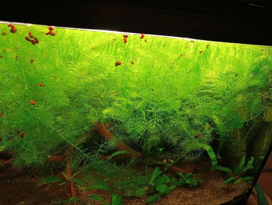 Продам акваріумні рослини роголистник