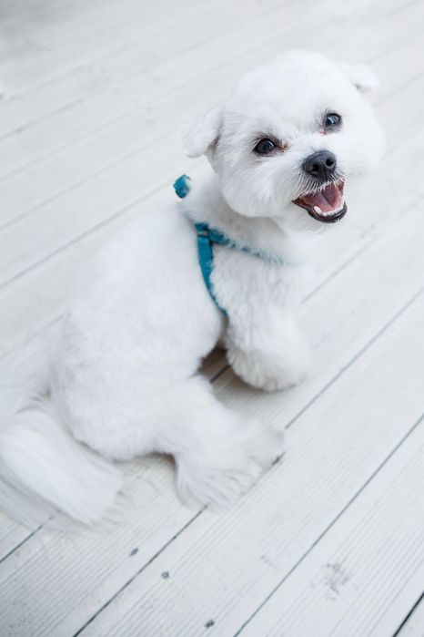 Мальтезе та Мальтіпу