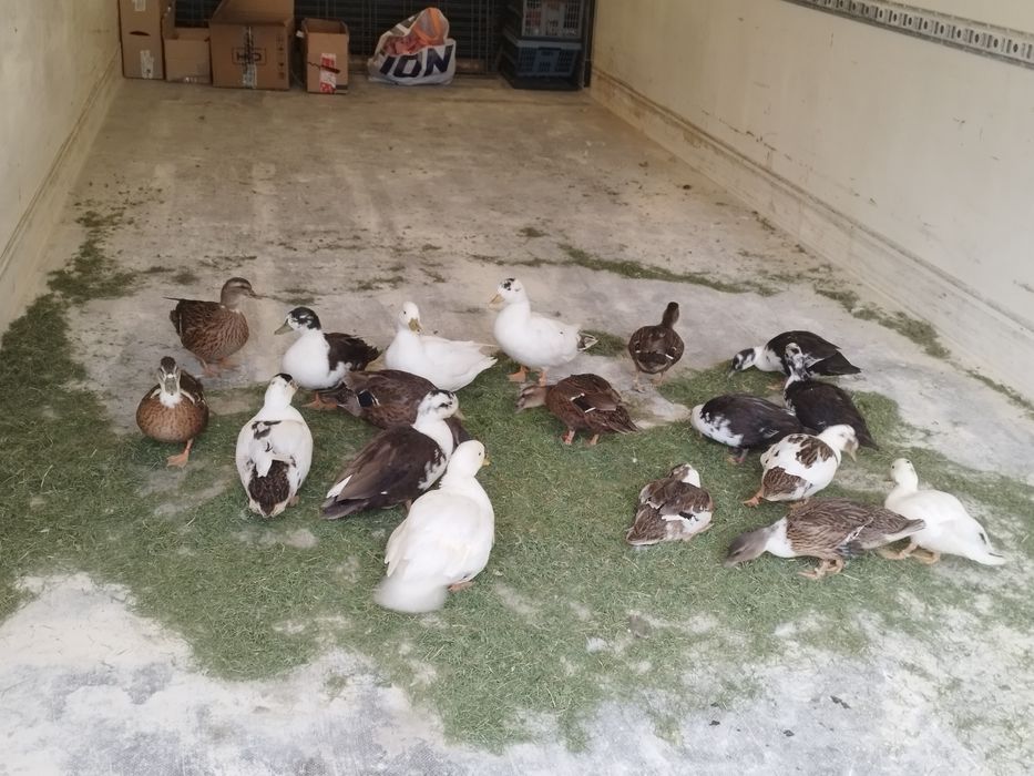 kaczory call duck