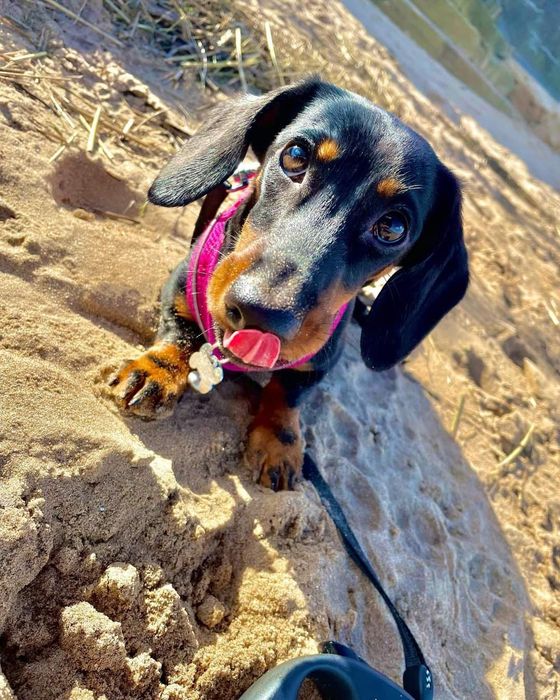 Шикарні таксята від яскравих шикарних батьків