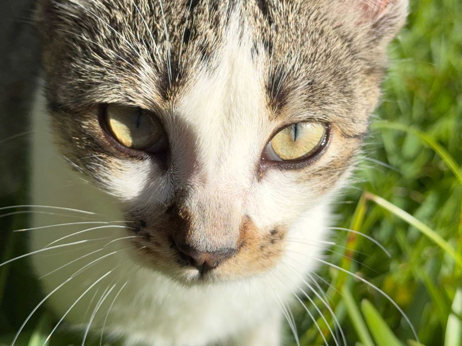 Duas Gatinhas para Adoção Responsável