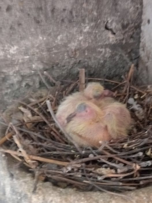 Młode gołębie pocztowe