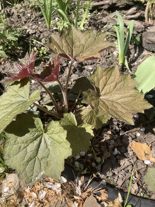 Гейхера садова сортова