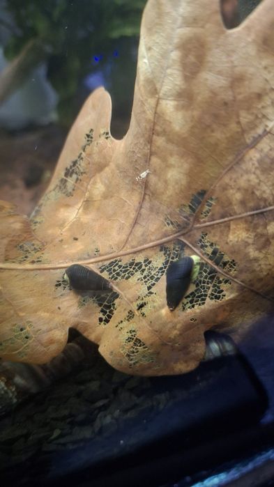 Хелена, тиломелании жёлтые ( кролик), креветка синяя