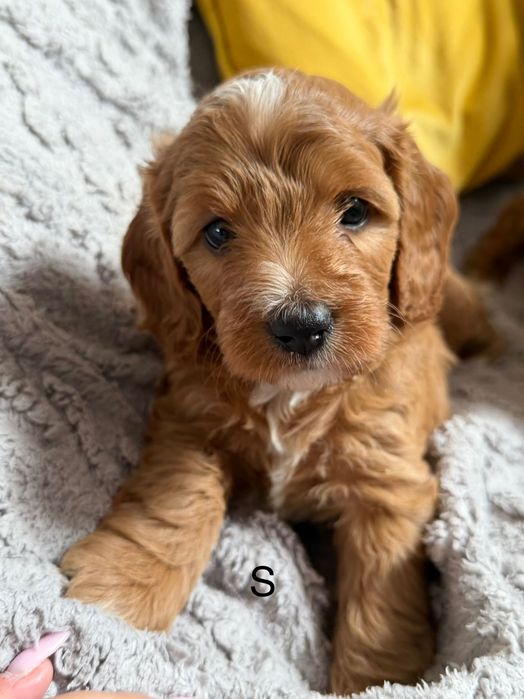 Cockapoo f1b śliczna suczka