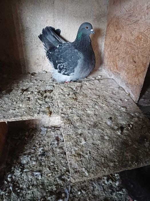 Sprzedam gołębie mondainy