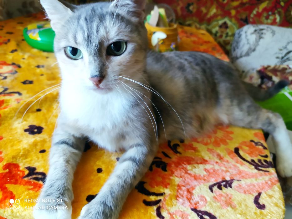 Кошечка в ответственные любящие руки