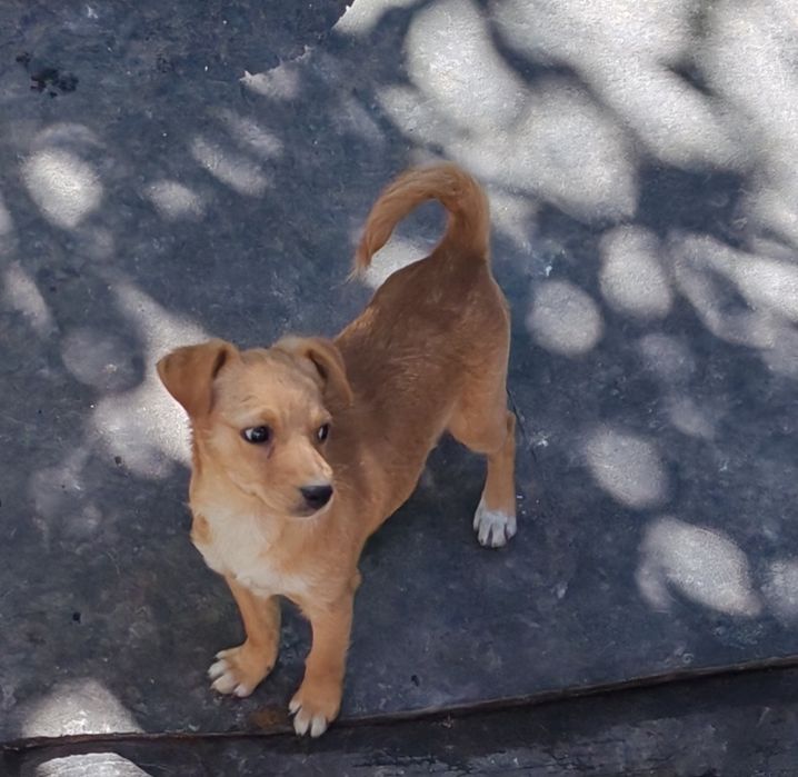 Віддам у добрі руки