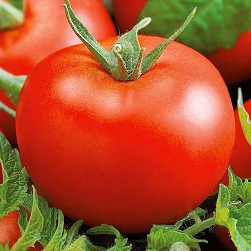Продам насіння томатів Мобіл