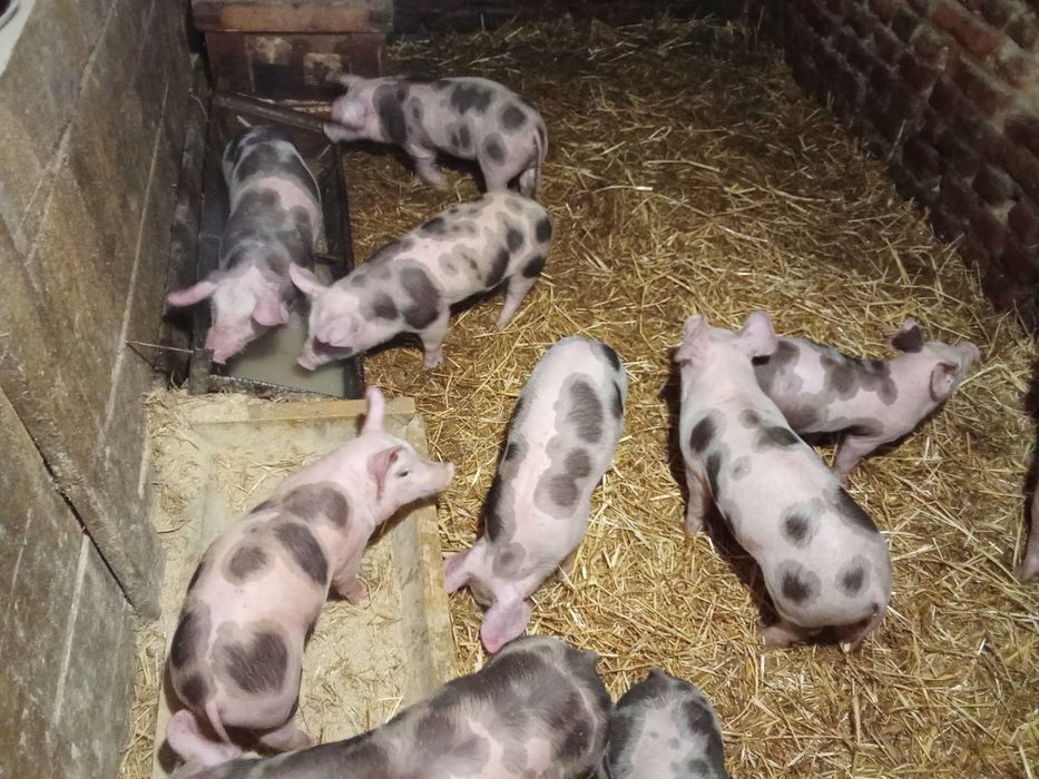 Продам поросят дюрок,