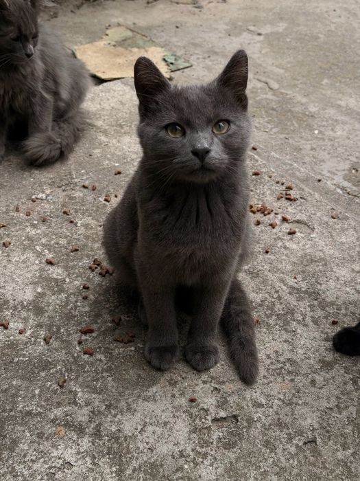 Віддам котиків в добрі руки