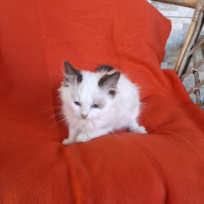 Ragdoll kotka rodowód +wyprawka
