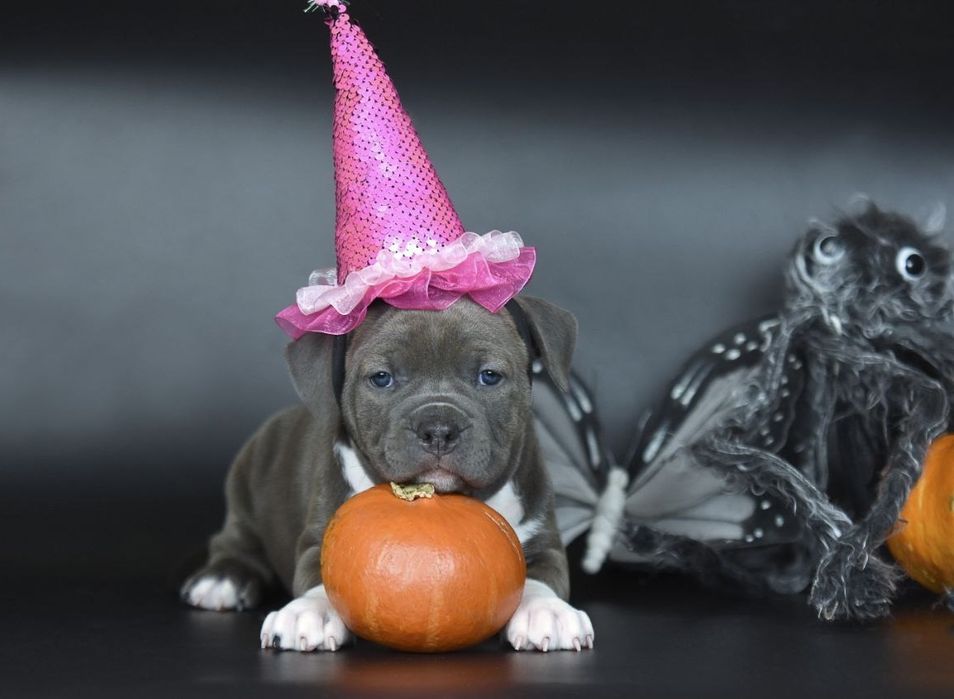 Голубая красавица амстафф, стафф, стаффордширский терьер с док КСУ