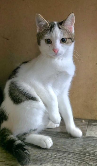 Кошеня-хлопчик 4 міс.